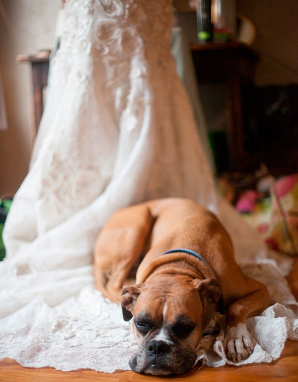 perro en vestido novia